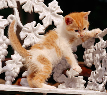 Cute Kitty, sweet, chair, brown, playing, kitty, cute, adorable HD wallpaper