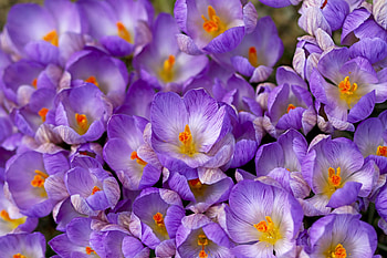 Crocuses, purple, skin, flower, texture, spring, orange HD wallpaper