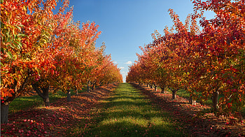Autumn Apple Orchard — Ultra, orchard, tree, Autumn HD wallpaper