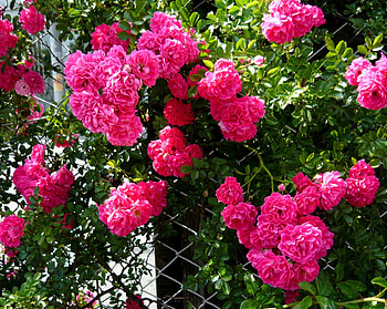 Flowers, Briar, Bush, Grid, Bloom, Flowering, Greens HD wallpaper