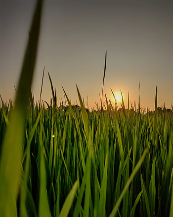 Nature, Sunset, Grass, Sky, Sun HD phone wallpaper