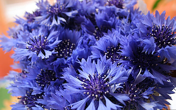 Plants, Flowers HD wallpaper