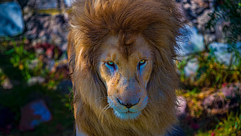Lion Predator, lion, animals, forest, king HD wallpaper