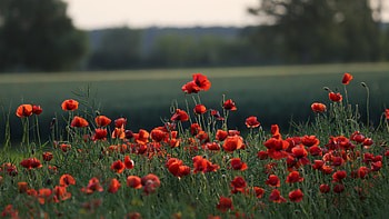 Poppy, Flowers HD wallpaper