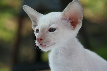 Animals, Kitty, Kitten, Muzzle, Siamese Cat HD wallpaper