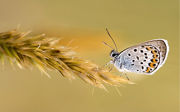 Grass, Patterns, Macro, Butterfly, Wings HD wallpaper