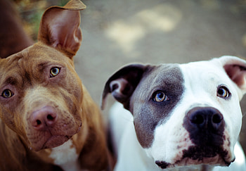 Animals, Dogs, Couple, Pair, Muzzle HD wallpaper