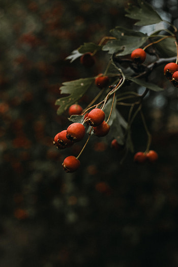 Nature, Briar, Bush, Plant HD phone wallpaper