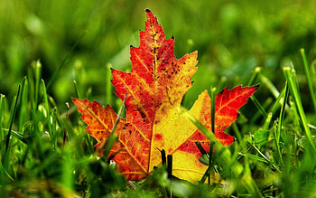 Nature, Sheet, Leaf, Maple, Fallen HD wallpaper