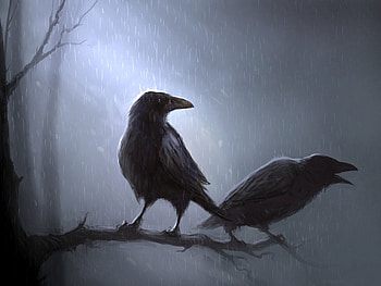 Darkness birds, bird, rain, fantasy, dark HD wallpaper
