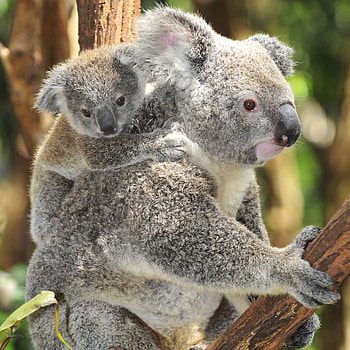 Koala babies, Adorable koala offspring, Little ones in nature, Koala family joy HD phone wallpaper