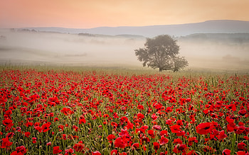 Misty Poppy Meadow, poppies, mist, meadow, tree HD wallpaper