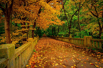 leaves on bridge, trees, autumn, bridge, leaves HD wallpaper