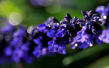 Background, Violet, Flower, Macro, Branch, Purple HD wallpaper