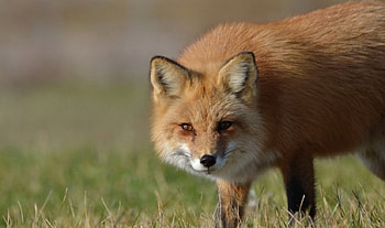 Spring fox, wild animals, , wild, fox, predators, red fox, wildlife, animals, nature, wilderness HD wallpaper