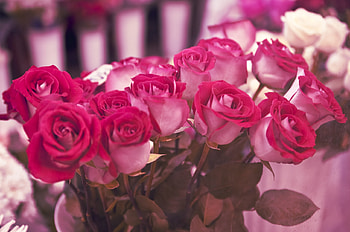 Flowers, Roses, Beauty, Different HD wallpaper