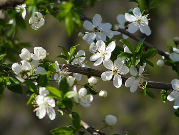 Plants, Flowers HD wallpaper