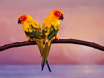 Animals, Birds, Parrots HD wallpaper