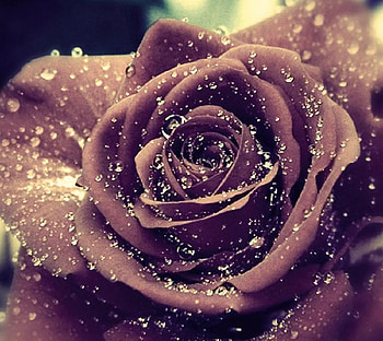 Dried rose, delecate, rose, brown, pretty, nature, flowers, lovely, nice HD wallpaper