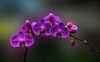 Flowers, purple, nature, amazing HD wallpaper
