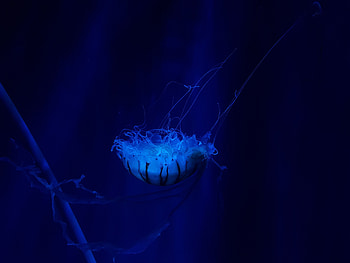 Animals, Jellyfish, Ocean, Underwater World, To Swim, Swim, Tentacles HD wallpaper