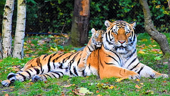 A Bengal tiger and cub resting together outdoors in a natural setting, displaying wildlife bonding. HD wallpaper