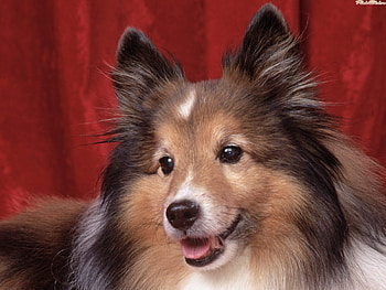 Animals, Dogs HD wallpaper