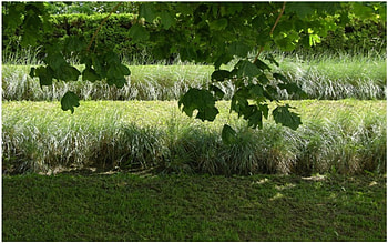 Green Nature, trees, shadows, shade, grass HD wallpaper