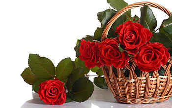 Plants, Flowers, Roses HD wallpaper