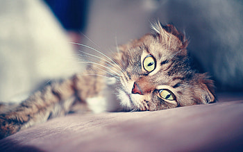 Animals, Glare, Cat, To Lie Down, Lie, Muzzle, Sad HD wallpaper