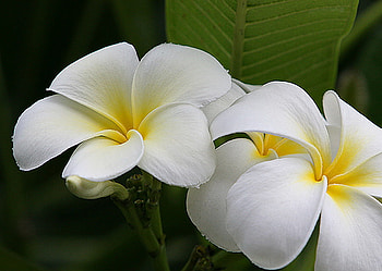 plumeria, white, egzotic, flower HD wallpaper