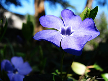 Plants, Flowers HD wallpaper