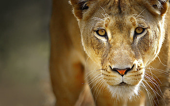 Animals, Muzzle, Lion, Predator, Big Cat HD wallpaper
