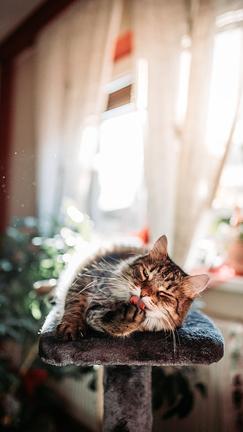Funny, Animals, Cat, Relaxation, Rest, Cool HD phone wallpaper