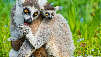 Mother and baby, Lemurs HD wallpaper