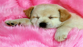 Sleeping puppy, Dog, Canine, Sleeping, Puppy HD wallpaper