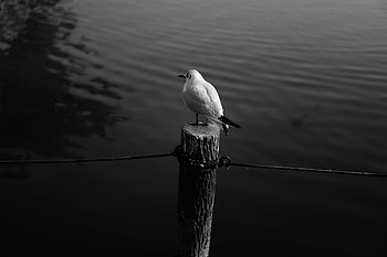 Animals, Water, Bird, Bw, Chb, Seagull, Gull HD wallpaper