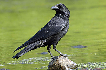 Crow , Bird's majesty, beauty, Nature's masterpiece HD wallpaper