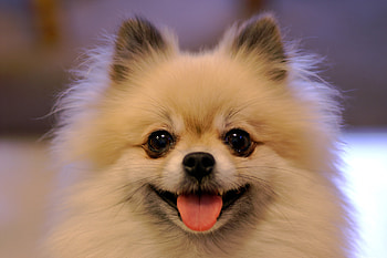 Pomeranian, Cute dogs, Beloved pets, Loyal companions HD wallpaper
