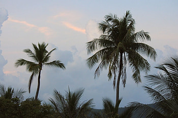Palms, amazing, palm, field, tree HD wallpaper