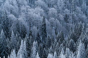 Winter, Nature, Trees, View From Above, Forest, Frost, Snow Covered, Snowbound HD wallpaper