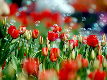 Plants, Flowers, Tulips HD wallpaper