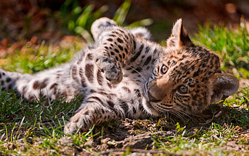 Animals, Grass, Young, Leopard, Lie, To Lie Down, Joey HD wallpaper