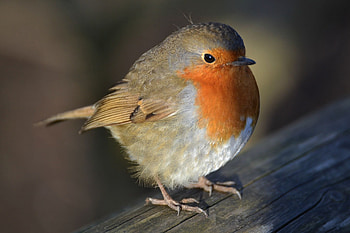Birdwatching hobby, Feathered wonders, Nature's melodies, Avian paradise HD wallpaper