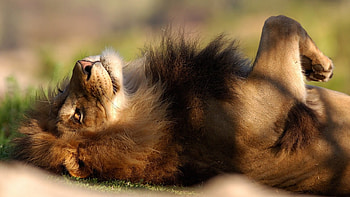 it's a lazy summer day!!, animal, brown, , lion, male HD wallpaper