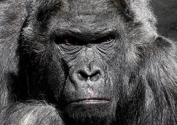 A striking close-up graph of a gorilla displaying its expressive face and textured fur. HD wallpaper