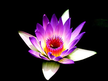 Stunning purple lotus flower with vibrant petals glowing against a black backdrop. HD wallpaper