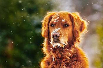 Dog In Winter With Snow Over Face, dog, animals, snow HD wallpaper