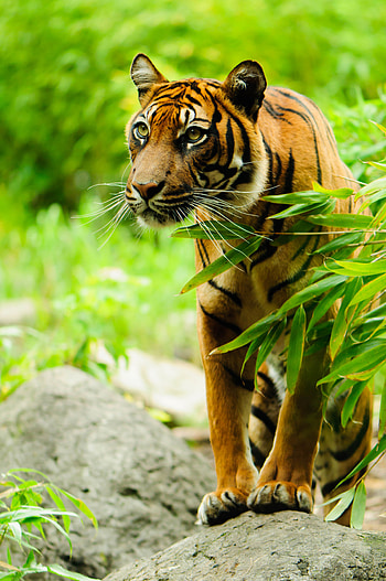 Animals, Branch, Predator, Big Cat, Sight, Opinion, Tiger, Animal HD phone wallpaper