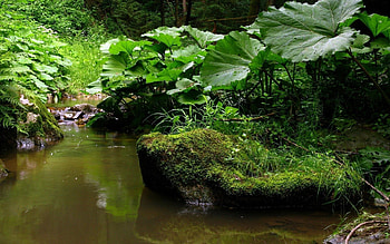 Nature, Rivers, Grass, Leaves HD wallpaper